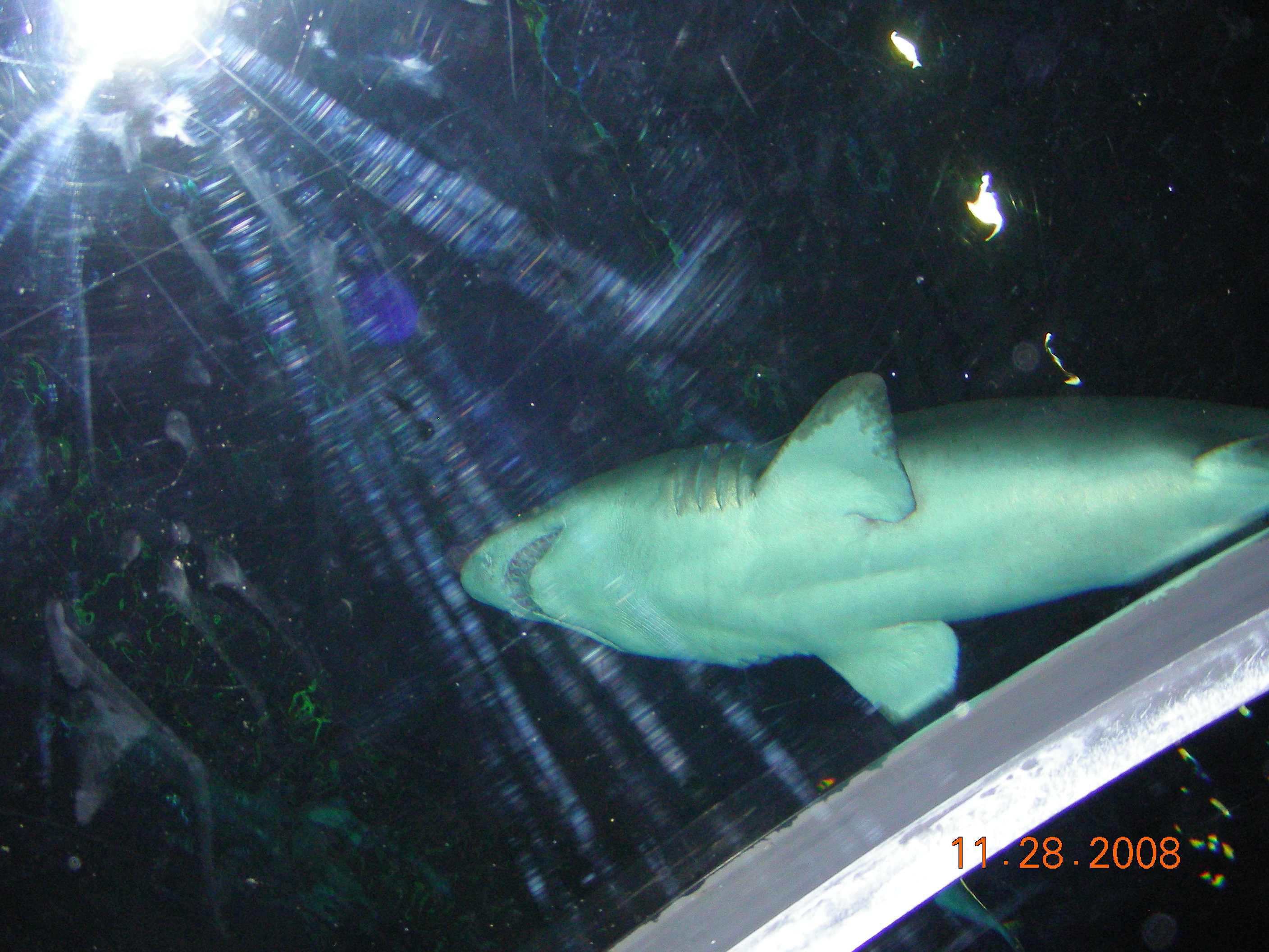 ./2008/Thanksgiving/Sea World/DSCN4615.JPG